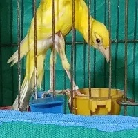 سه عدد قناری  گیان