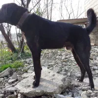 سگ گله قهدریجانی