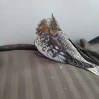 عروس هلندی گم شده