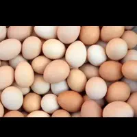 تخم مرغ نطفه دار محلی