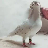 فروش تعدادی شیخی، سیاه، قزوینی ، چادری|پرنده|سراب, |دیوار