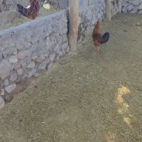 خروس محلی|حیوانات مزرعه|جلگه ماژان, |دیوار