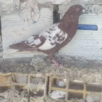 شتری سرخ