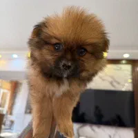 واگذاری توله پامرانین|سگ|قم, پردیسان|دیوار