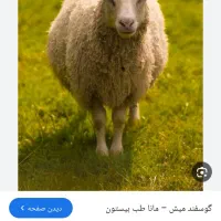 میش چاق