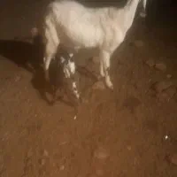 یک عدد بز زاییده دوقلو|حیوانات مزرعه|سبزوار, قصبه غربی|دیوار