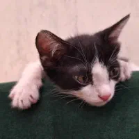 واگذاری گربه|گربه|رشت, حسین آباد|دیوار