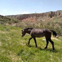 اسب|اسب و تجهیزات اسب‌سواری|صالح آباد (ایلام), |دیوار