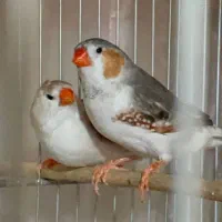 فنچ کینگ انگلیسی پنگوئنی مولد