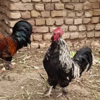 خروس|حیوانات مزرعه|نیشابور, ده حلاج|دیوار
