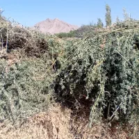 یونجه خشک)بیده( دسته بند درجه یک