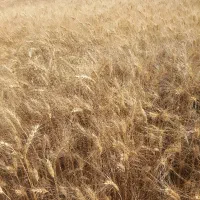 زمین-کشاورزی-سنم