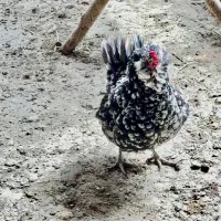 تخم نطفه دار گلین