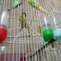 پرنده مرغ عشق|پرنده|گرگان, |دیوار