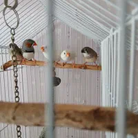 فنچ زبرا جوجه دار