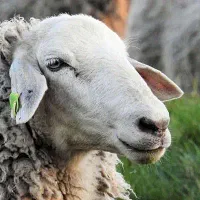 فروش دام و طیور زنده