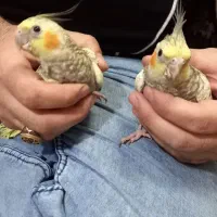 عروس هلندی ۶ ماهه|پرنده|ماهدشت, |دیوار