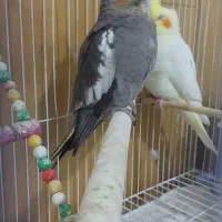 جوجه عروس هلندی دو ماهه