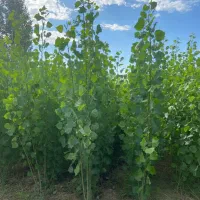 نهال صنوبر درجه یک، پایه اصلی صنعت چوب ایران|خدمات باغبانی و درختکاری|اردبیل, |دیوار