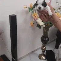 سگ پا کوتاه|سگ|هشتگرد, تهران دشت|دیوار