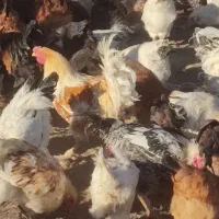 مرغ و خروس محلی|حیوانات مزرعه|سردشت, |دیوار