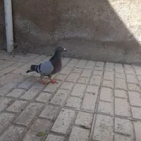 کفتر دوخط  ۳۷۰