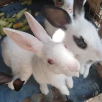 سفیدمشکی|موش و خرگوش|لوندویل, |دیوار