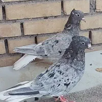 با سلام خدمت همه عزیزان یه 100 تا کفتر رنگی