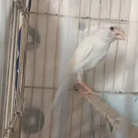 قناری نر سفید|پرنده|شیراز, شهرک مفتح|دیوار