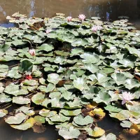 نیروی نظافت چی