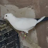 کبوتر،بد قولی