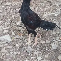 خروس|حیوانات مزرعه|خمیر, |دیوار