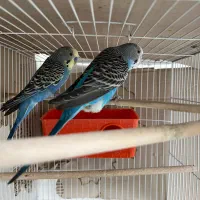 مرغ عشق هلندی مولد