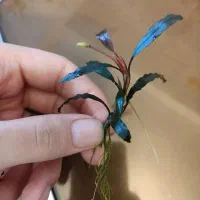 گیاه بوسفلاندرا نژاد خاص بلیندای  -آکواریوم پلنت