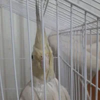 عروس هلندی گمشده در پرند