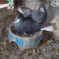 کفتر|پرنده|آباده, |دیوار