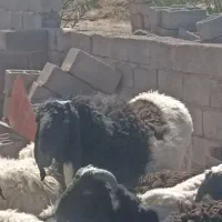 بره لتکی دم بزی|حیوانات مزرعه|بم, |دیوار