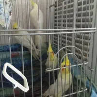 فروش عروس هلندی لوتینو