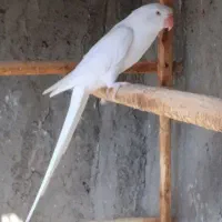 جفت طوطی ملنگو سفیدمولد