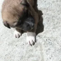 سلام توله سگ ژرمن چهار عدد نر و ماده|سگ|یزد, |دیوار