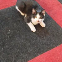 بچه گربه ۵ ماه