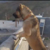 سگ خراسانی اصیل