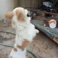 سگ باهوش و زرنگ|سگ|شیراز, بید زرد|دیوار