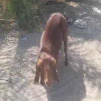 دوتادبز|حیوانات مزرعه|پشتکوه (سیستان و بلوچستان), |دیوار