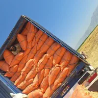 کاه گندم نرم عمده خزایی|لوازم جانبی حیوانات|کرمانشاه, |دیوار