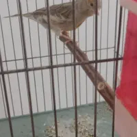 قناری مست|پرنده|بم, |دیوار