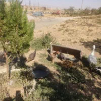 مرغ وغاز|حیوانات مزرعه|قروه, |دیوار