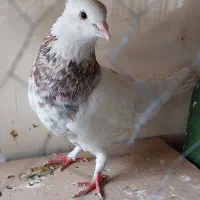 کفتر  کبوتر طوقی سرور نر
