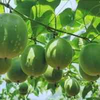 نهال های استوایی، گرمسیری و نیمه گرمسیری|حراج|بندرعباس, |دیوار