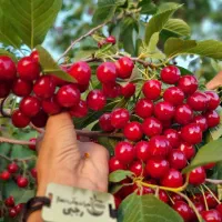 تولید نهال آلبالو مجارستان|خدمات باغبانی و درختکاری|شاهین دژ, |دیوار